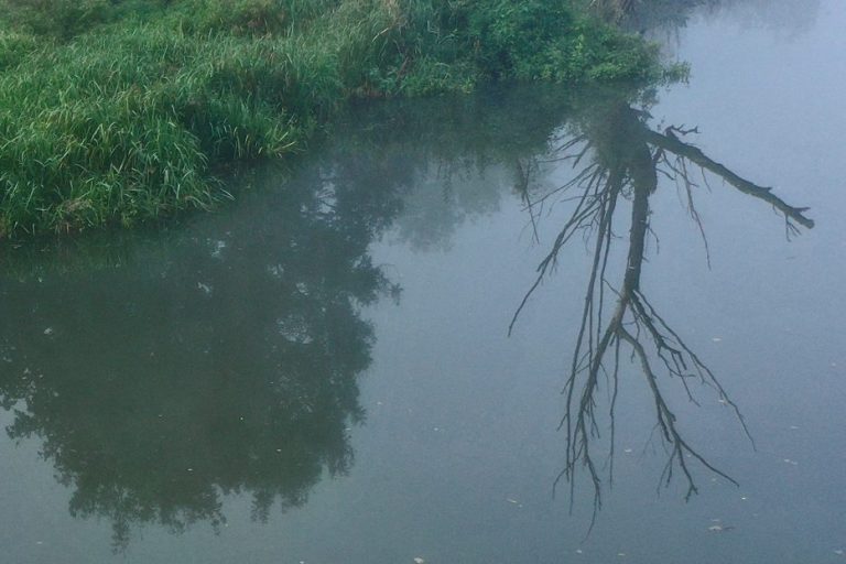 Die Ufervegetation spiegelt sich im Wasser der Altmühl